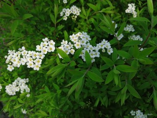 Blooming cherry tree in spring,White flowers with blur background.