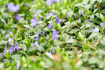 Violet small flowers in the garden background. Beautiful and colorful spring.