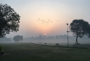 sunrise at garden early foggy morning