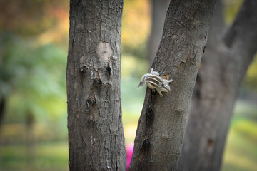 squirrel on tree