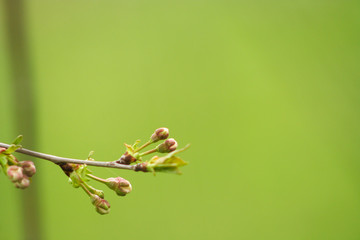 Branch of cherries on a green background. The first days of spring. Flowers appear and begin to flourish.