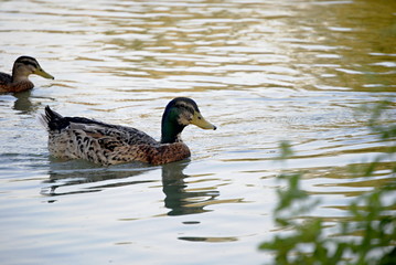 Canard