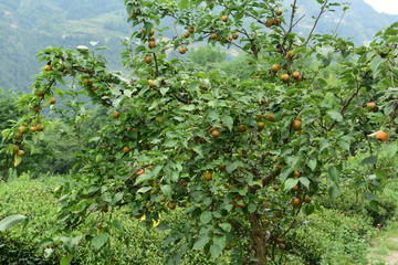 Fototapeta na wymiar Pear tree is full of fruit