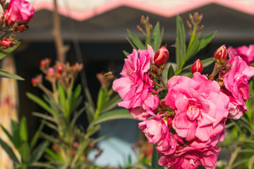 close up of insects flying on a pink flower with blurred background.