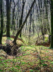 Spring Forest. Leaves start to grow. Clean forest air.