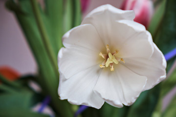 White tulip broke up