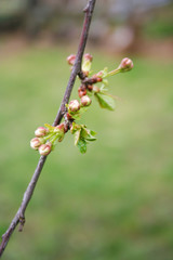 Fototapeta premium Branch of cherries on a green background. The first days of spring. Flowers appear and begin to flourish.