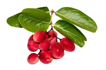 Carissa carandas Linn, Karanda, Carunda isolated on white background