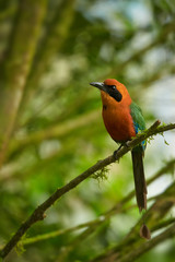 Green-blue and cinnamon colored rainforest bird, Baryphthengus martii martii, Rufous Motmot, perched on mossy twig, front view, blurred green trees in background. West andean slopes, Ecuador.