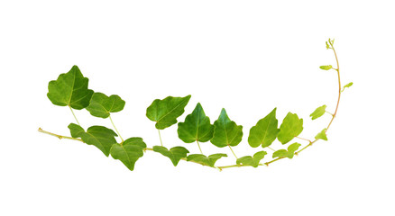 Green leaves of ivy isolated on white