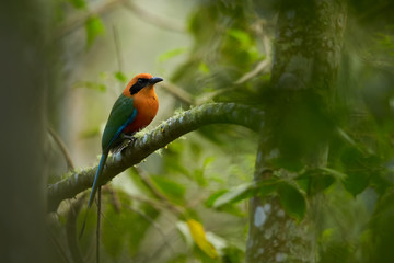 Green-blue and cinnamon colored rainforest bird, Baryphthengus martii martii, Rufous Motmot, perched on mossy twig, front view, blurred green trees in background. West andean slopes, Ecuador.