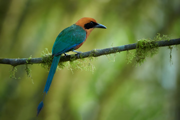 Green-blue and cinnamon colored rainforest bird, Baryphthengus martii martii, Rufous Motmot, perched on mossy twig, front view, blurred green trees in background. West andean slopes, Ecuador.