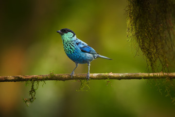Bright blue tropical bird against dark green rainforest. Black-capped Tanager, Tangara heinei, male isolated on mossy twig in ecuadorian rainforest. Birding in West andean slopes, Ecuador.