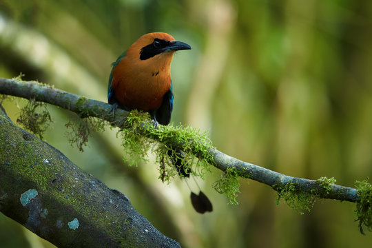 Green-blue and cinnamon colored rainforest bird, Baryphthengus martii martii, Rufous Motmot, perched on mossy twig, front view, blurred green trees in background. West andean slopes, Ecuador.