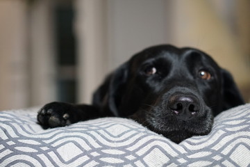 Comfy Labrador