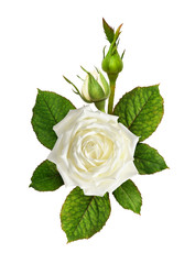 Rose flowers with green leaves in a corner arrangement