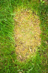 In the center of the photo, the grass has fallen and rotted, and the green and healthy are around.