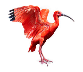 Beautiful red bird, Scarlet Ibis Eudocimus ruber isolated on white background, outstretched red wings with black end. Side view. Travelling Tobago.