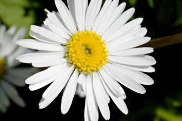 Fototapeta premium Marguerite