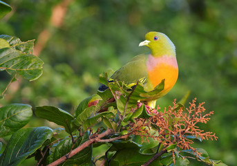 Travel destination Sri Lanka. Orange-breasted Green Pigeon,Treron bicinctus, close-up colorful pigeon, perched on top of bush. Uda Walawe national park, birding in Sri Lanka.