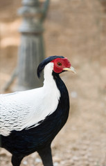 Silver Pheasant closeup