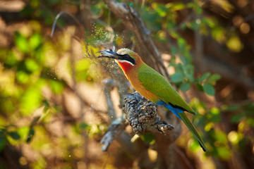 African bird, White-fronted Bee-eater, Merops bullockoides, feeding on moth in backlit, colorful diamond dust effect on particles released from the wings of a moth in  background. Kruger, South Africa