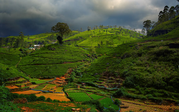 Travel destination Hill Country, Nuwara Eliya, Sri Lanka. Tea fields and hills against dramatic stormy sky.  Dramatic Sri lanka's landscape scenery with small green tea terraced fields, lit by sun.