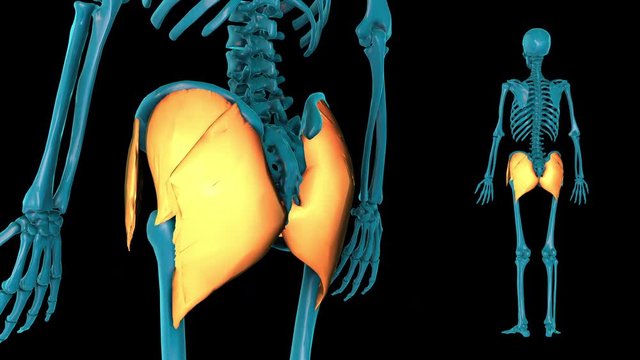 Muscle of pelvic girdle--3D HUMAN MUSCLE ATLAS