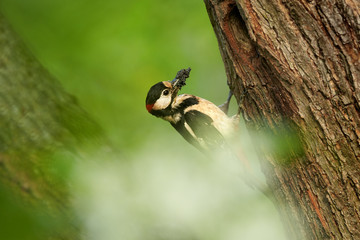 Spring scenery. Dendrocopos major, Great Spotted Woodpecker feeding chicks next its nest hole in tree against spring forest in background. Czech republic, Europe.