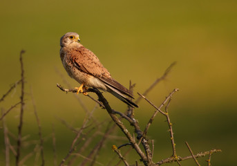 Common Kestrel, Falco tinnunculus, small raptor, close up photo of a female perching on a branch against a blurry green background. Spring in european nature.