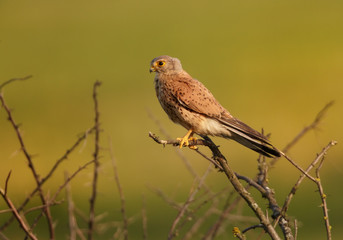 Common Kestrel, Falco tinnunculus, small raptor, close up photo of a female perching on a branch against a blurry green background. Spring in european nature.
