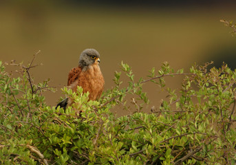 Lesser kestrel, Falco naumanni, small falcon, close up photo of a  male perching on a branch against a blurry green background. Wintering falcon, South Africa. 