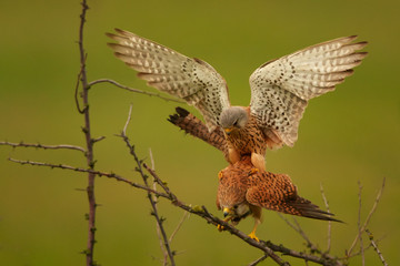 Common Kestrel, Falco tinnunculus, small raptor, a pair of kestrels mating on a branch against a blurry green background. Spring in european nature. 