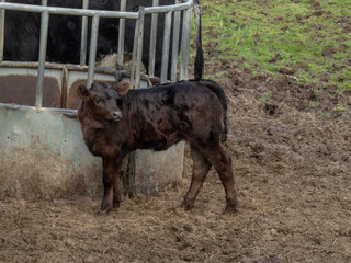 Fototapeta premium Brown Calf in a Field Beside a Cattle Feeder