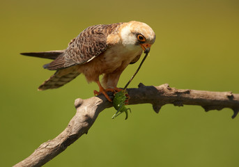 Agile small raptor, Red-footed Falcon, Falco vespertinus, female, feeding on a big green grasshopper, isolated against green background, perched on a branch. Europe, Hungary.