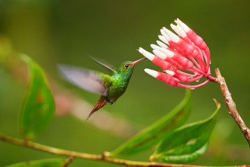 Rufous-tailed hummingbird, Amazilia tzacatl hovering over cluster of red and white flowers of tropical plant Psammisia sp.. Green hummingbird feeding on nectar, Bellavista Cloud Forest, Ecuador © Martin Mecnarowski