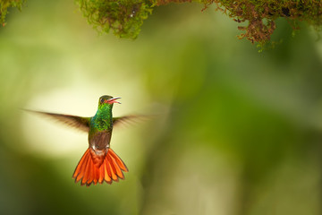 Isolated, green hummingbird with outstretched orange tail. Rufous-tailed hummingbird, Amazilia tzacatl, hovering directly to camera under mossy branch. Green, blurred background. Tandayapa, Ecuador.