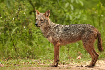 Naklejka na ściany i meble Close-up wildlife photo of Canis aureus indicus, Indian jackal, predator from canis family, standing on sandy road against green forest background. Side view. Traveling Sri Lanka, Yala national park.