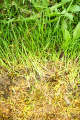 green and yellow grass background