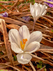 White Crocus Flower Amidst Brown Dry Leaves