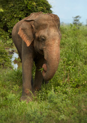 Travel destination Sri Lanka. Vertical photo of  wild Sri Lankan Elephant, Elephas maximus, coming out of the woods of UdaWalawe national park. Wildlife photography in Sri Lanka.