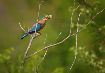 Wildlife photo of sparkling blue and violet bird, Indian Roller,  Coracias benghalensis with prey in its beak against blue and green abstract background. UdaWalawe national park,Sri Lanka.