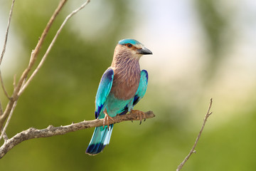 Sparkling blue and violet bird, Indian Roller, Coracias benghalensis perched on branch against blue and green abstract background. Wildlife photography in UdaWalawe national park, Sri Lanka.