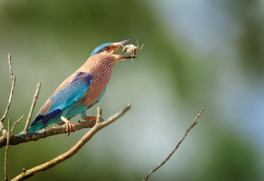 Wildlife photo of sparkling blue and violet bird, Indian Roller,  Coracias benghalensis with prey in its beak against blue and green abstract background. UdaWalawe national park,Sri Lanka.