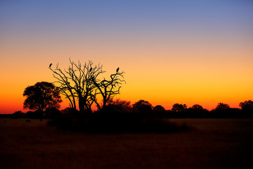 Naklejka na ściany i meble Beautiful African landscape, silhouette of death tree with group of marabou storks resting on branches against colorful orange and blue sunset sky in national park Hwange, Zimbabwe. 
