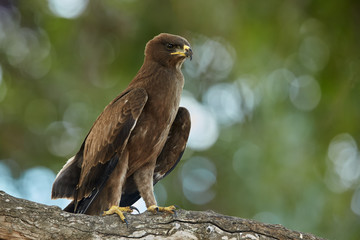 African safari. Close-up african bird of prey, Wahlberg's eagle, Hieraaetus wahlbergi perched on branch against blurred green treetop in background. Kruger national park, South Africa.