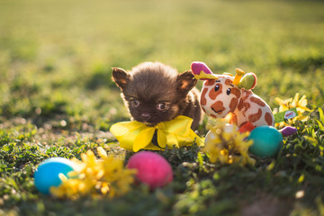 Easter puppy