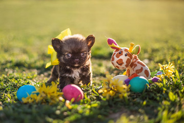 Easter puppy