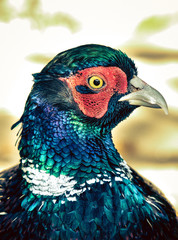 Pheasant