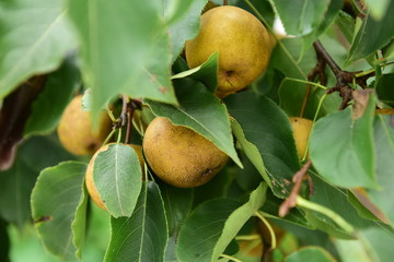 Pear tree is full of fruit